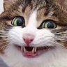 jhonsiwu's profile picture