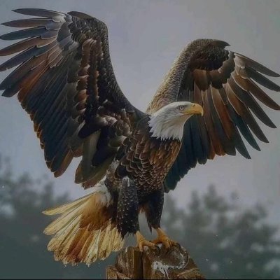 Curtis_MVP's profile picture