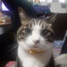 KIVA's profile picture