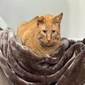 best cat ever: nigel 的头像