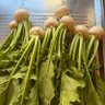 turnip profil fotoğrafı
