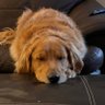 Фото профиля Sick and Tired American