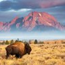 Buffalo Roam profil fotoğrafı