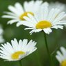 愛知県民(元々) profil fotoğrafı