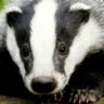 Profilbild von Randi