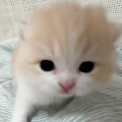 开心的时候摇尾巴's profile picture
