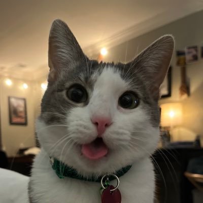 Dewey Cat's profile picture