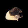 ratazana 🐀 profil fotoğrafı