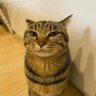 Jasur profil fotoğrafı