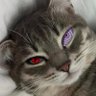 Profilbild von 𓄂Cat⋆.˚