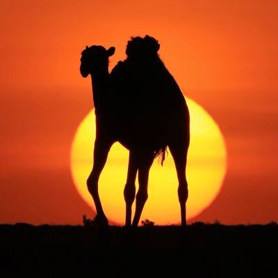 abdullah_M_S_G's profile picture