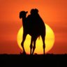 Profilbild von عبدالله الغميجان