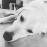 Topographic's profile picture