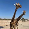 Yben( profil fotoğrafı