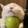 🍏 profil fotoğrafı
