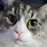Profilbild von さば