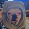 Abby The French Bulldog's profile picture