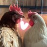 🐓ひよときよ🐓Hiyo & Kiyo🎠 的头像