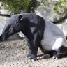 Profilbild von Schabrackentapir