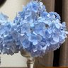 Blue_flowers 的头像