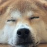 生ハム profil fotoğrafı