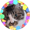 ねこたま支店's profile picture