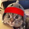 Roaring Shark Cat 🦈🐱 的头像