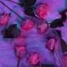 VIBESFOREVERMORE 🌊 profil fotoğrafı