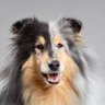 Profilbild von Dante