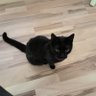 Фото профиля Felyne