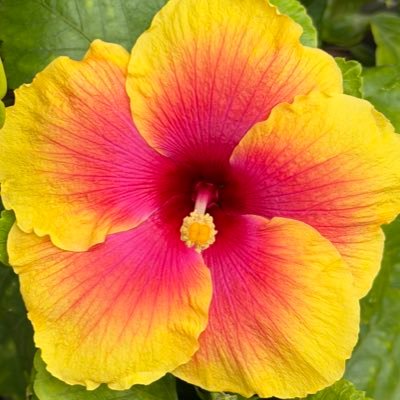 nau ⋆ ★'s profile picture