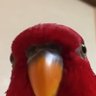 けだぴっぴ's profile picture