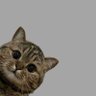 al qurqom's profile picture