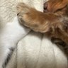 상원🐶🐱🐴🤍's profile picture