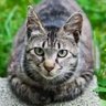Profilbild von ガルフ