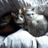 たかみ～🐈️ profil fotoğrafı