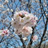 青。英。 profil fotoğrafı