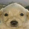 Profilbild von Joey