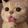 Ashie's profile picture