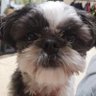 頑張らない「動物好きゲームオタク」's profile picture