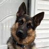 Papa Adolph’s german shepherd 的头像
