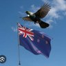 MYHomeMyCountryNZ 💫Proud Kiwi most times profil fotoğrafı