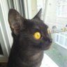 Gece the FIP Warrior profil fotoğrafı