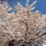 Фото профиля 保守派団結
