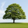 Profilbild von Tree