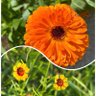 Фото профиля そらʚ*̣̩🧡💛*̣̩ɞ