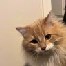 Nikolai's profile picture