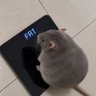 Luqas's profile picture