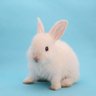 ぴょん🐇⸒⸒💜's profile picture