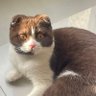 𝑆𝑎𝑟𝑧𝑖𝑒 ✩ profil fotoğrafı